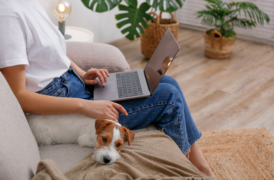 Dog resting on the couch next to their owner